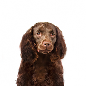 American Water Spaniel