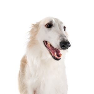 Borzoi