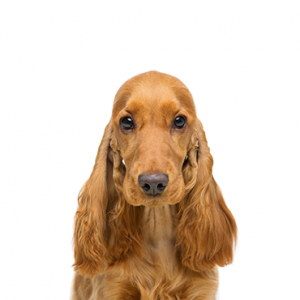 Cocker Spaniel