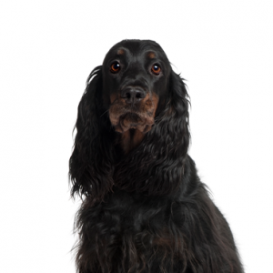 Gordon Setter