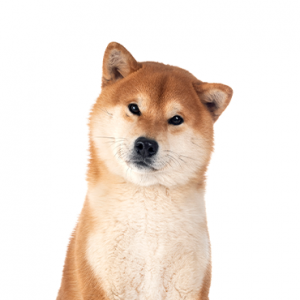 Shiba Inu