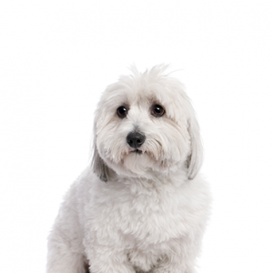 is coton de tulear a good family dog