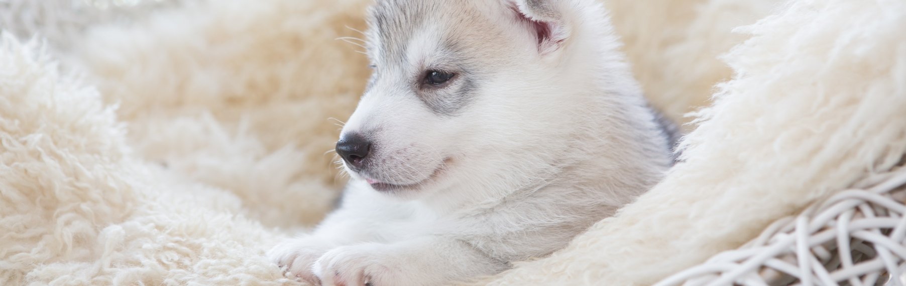 Pet Store Banner