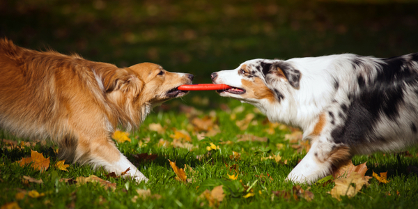 How Often Do You Have Doggy Playdates?