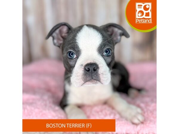 Boston Terrier-Dog-Female-Blue / White-8785-Petland Dayton, Ohio