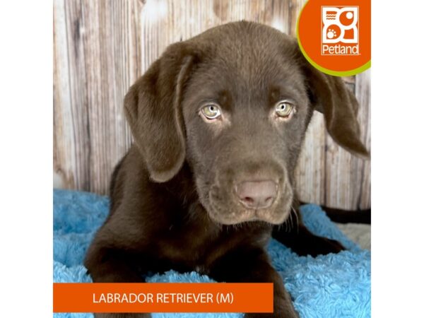 Labrador Retriever Dog Male Chocolate 8786 Petland Dayton, Ohio