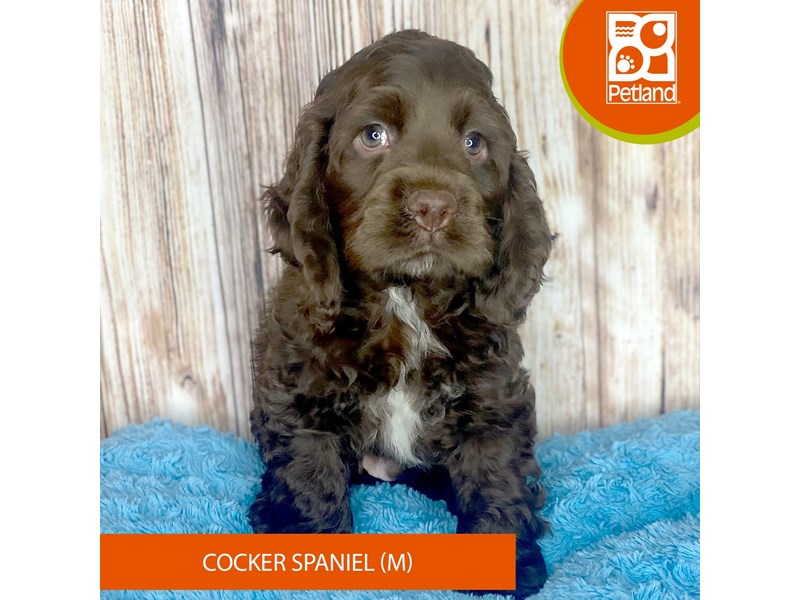 Cocker Spaniel-Male-Chocolate / Tan-3987900-Petland Dayton