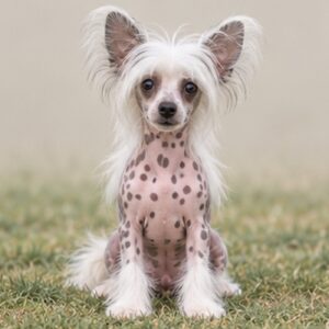 Chinese Crested puppies breed