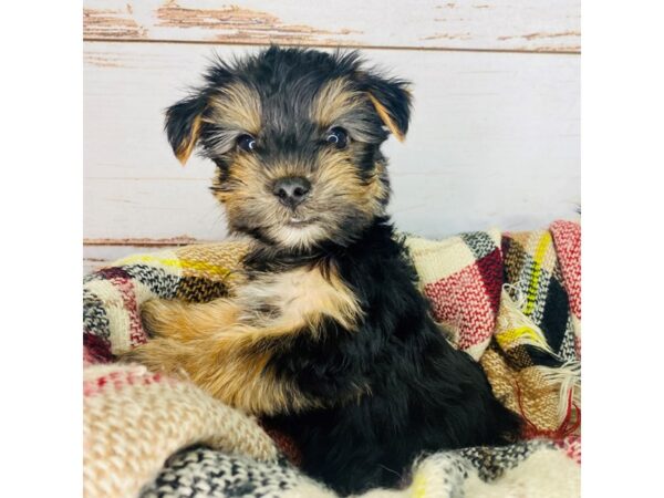 Yorkshire Terrier DOG Male Black / Tan 8373 Petland Dayton, Ohio