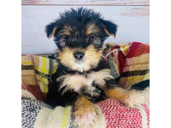 Yorkshire Terrier DOG Male Black / Tan 8372 Petland Dayton, Ohio