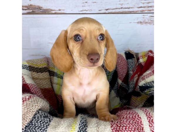 Dachshund Puppy Red ID:8369 Located at Petland Dayton, Ohio