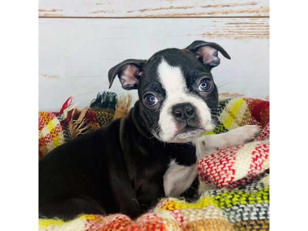 Boston Terrier DOG Male Black / White 8348 Petland Dayton, Ohio