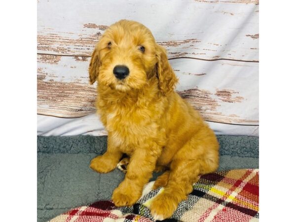 Goldendoodle DOG Female Red 8365 Petland Dayton, Ohio