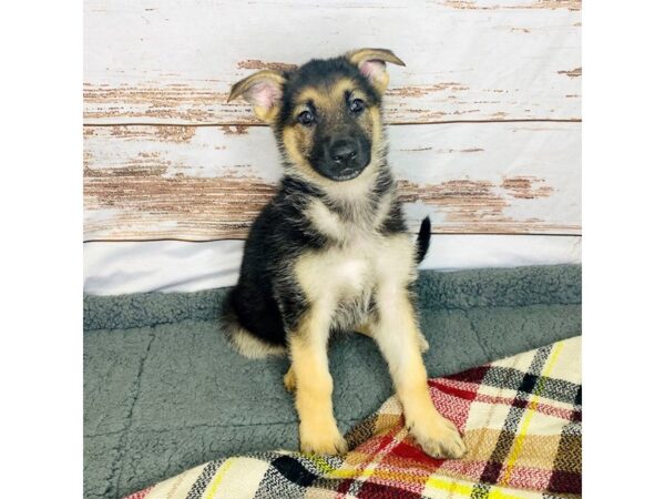 German Shepherd-DOG-Female-Black / Tan-8377-Petland Dayton, Ohio