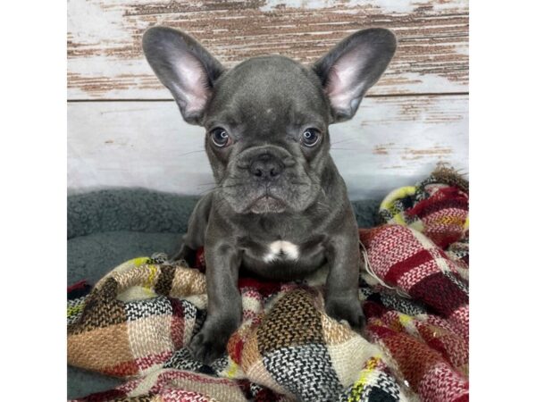 French Bulldog DOG Male Blue 8389 Petland Dayton, Ohio