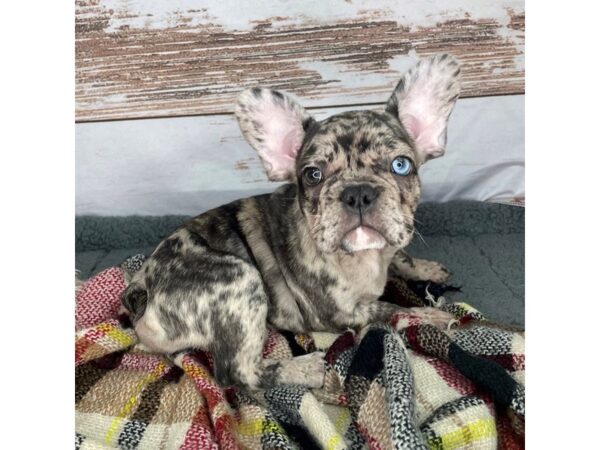 French Bulldog DOG Female Blue merle 8388 Petland Dayton, Ohio