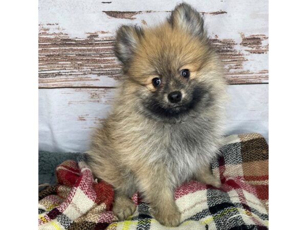 Pomeranian DOG Male Sable 8382 Petland Dayton, Ohio