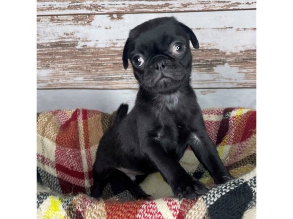 Pug DOG Male Black 8383 Petland Dayton, Ohio