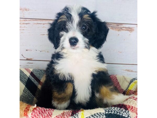 Mini Bernadoodle-DOG-Male-tri color-8412-Petland Dayton, Ohio