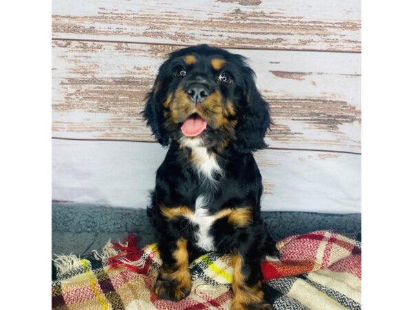 Cockalier-DOG-Male-blk and tan-8407-Petland Dayton, Ohio