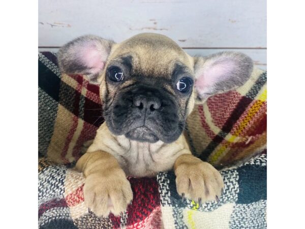 French Bulldog-DOG-Female-Fawn-8401-Petland Dayton, Ohio