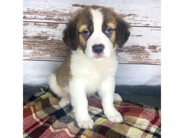 Saint Bernard DOG Male Sable / White 8387 Petland Dayton, Ohio