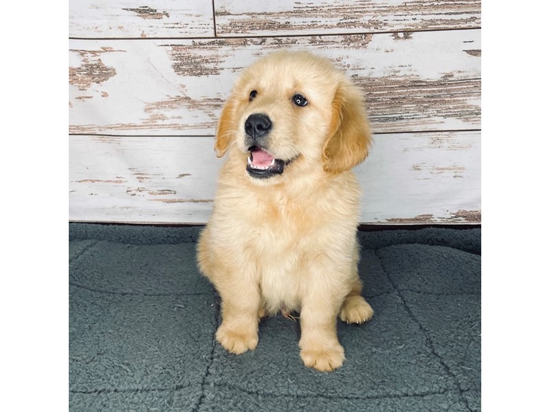 Golden Retriever Puppy Golden ID:8417 Located at Petland Dayton, Ohio