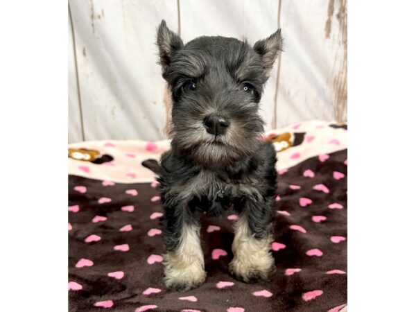 Miniature Schnauzer DOG Female black & sliver 8437 Petland Dayton, Ohio