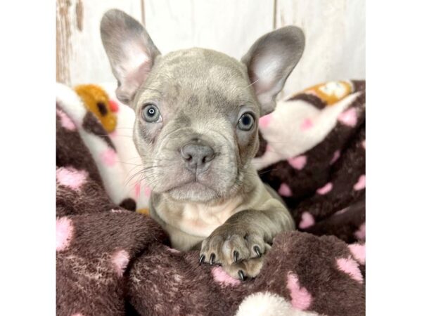 Frenchton-DOG-Female-Blue Merle-8469-Petland Dayton, Ohio