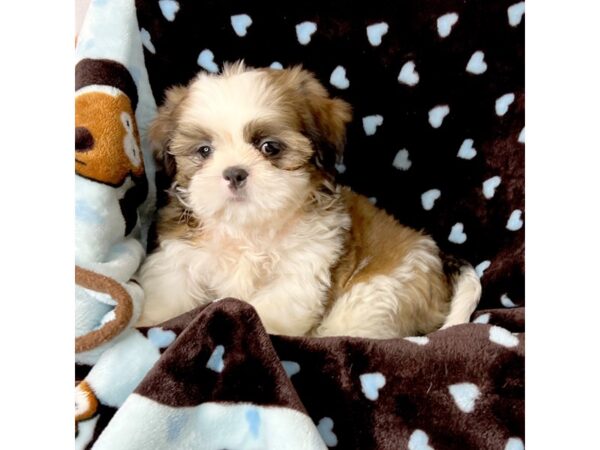 Shih Tzu DOG Male tri 8494 Petland Dayton, Ohio