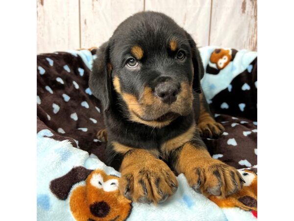 Rottweiler DOG Male Black & Tan 8504 Petland Dayton, Ohio