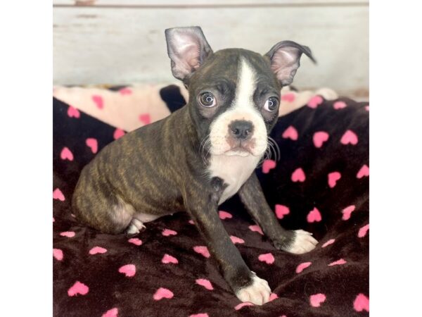 Boston Terrier DOG Female Brindle / White 8524 Petland Dayton, Ohio