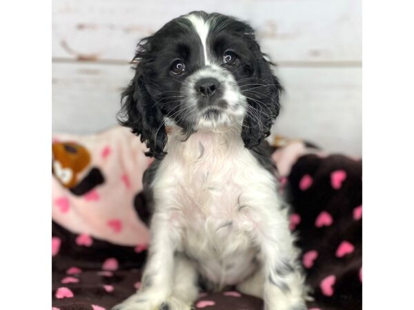 Cocker Spaniel DOG Female Black / White 8523 Petland Dayton, Ohio