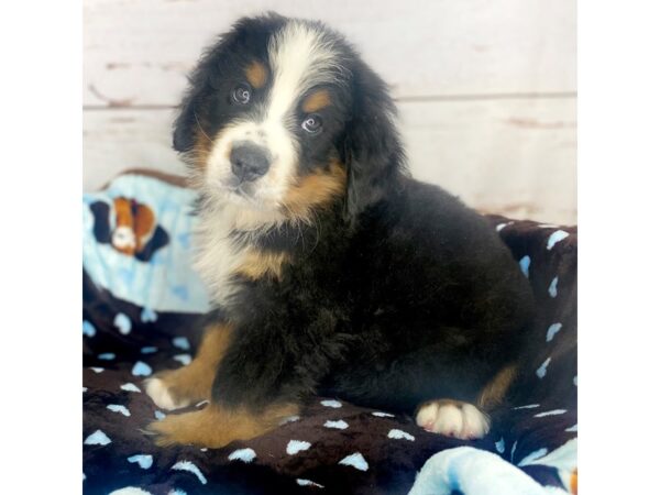 Bernese Mountain Dog-DOG-Male-Black Rust / White-8522-Petland Dayton, Ohio