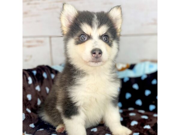 Pomsky DOG Male Black & White 8512 Petland Dayton, Ohio