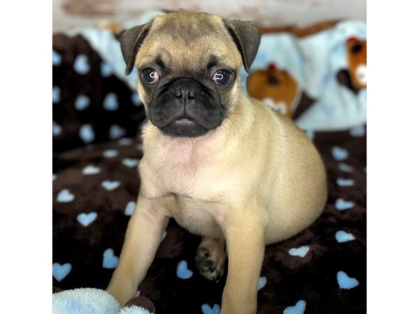 Pug DOG Male Fawn 8529 Petland Dayton, Ohio