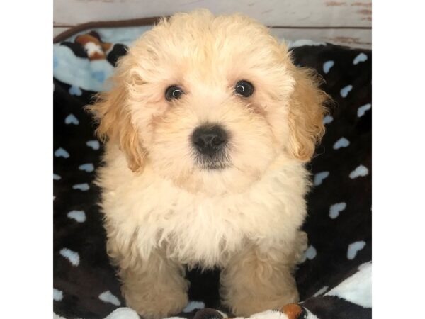 Bichapoo-DOG-Male-Red-8546-Petland Dayton, Ohio