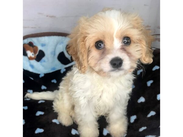 Cavapoo-DOG-Male-Blenheim-8545-Petland Dayton, Ohio