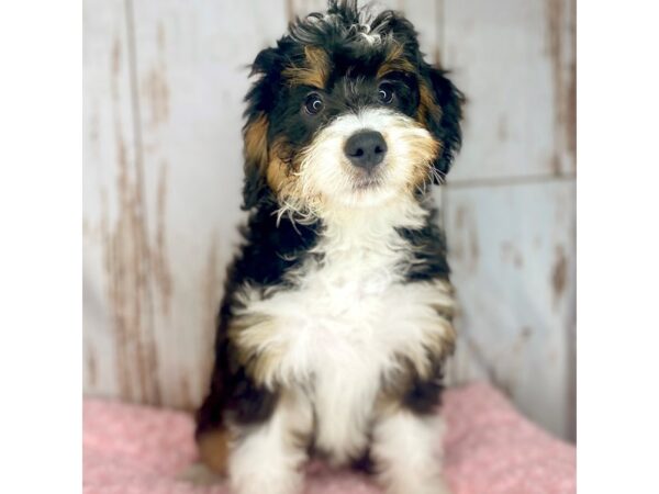 Mini Bernedoodle-DOG-Female-Tri-colored-8540-Petland Dayton, Ohio