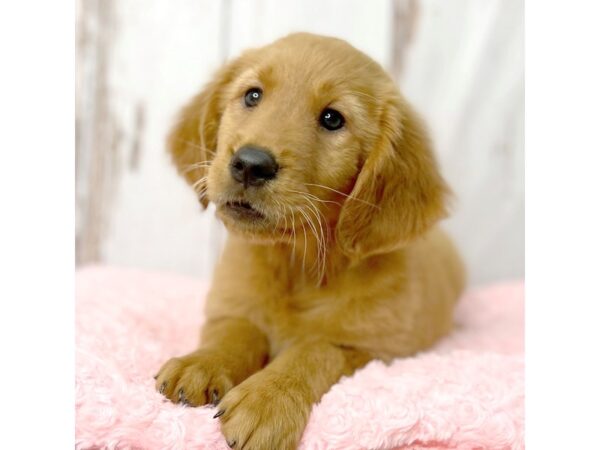 Golden Retriever DOG Female Dark Golden 8542 Petland Dayton, Ohio