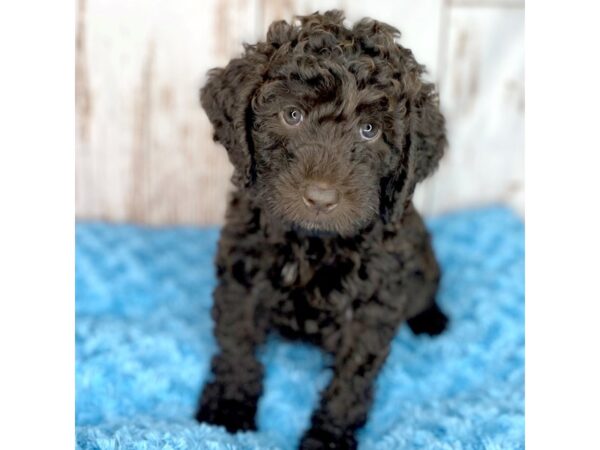 Labradoodle Mini 2nd Gen-DOG-Male-Chocolate-8550-Petland Dayton, Ohio