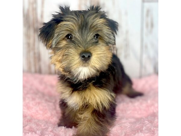 Yorkshire Terrier DOG Female Black / Tan 8554 Petland Dayton, Ohio