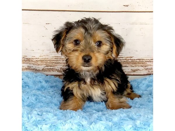 Yorkshire Terrier DOG Male Black / Tan 8561 Petland Dayton, Ohio