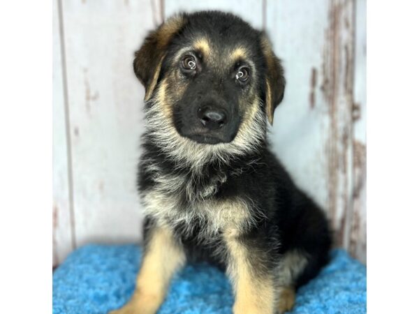 German Shepherd DOG Male Black / Tan 8574 Petland Dayton, Ohio