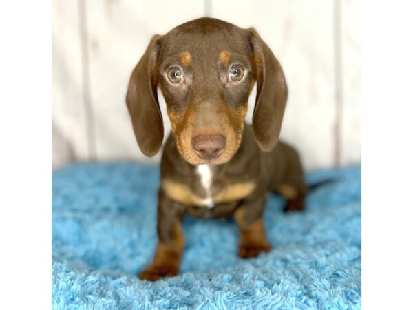 Dachshund DOG Male Chocolate & Tan 8573 Petland Dayton, Ohio