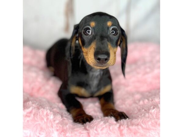 Dachshund DOG Female Black & Tan 8572 Petland Dayton, Ohio