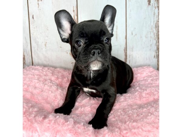 French Bulldog DOG Female Black & Brindle 8570 Petland Dayton, Ohio