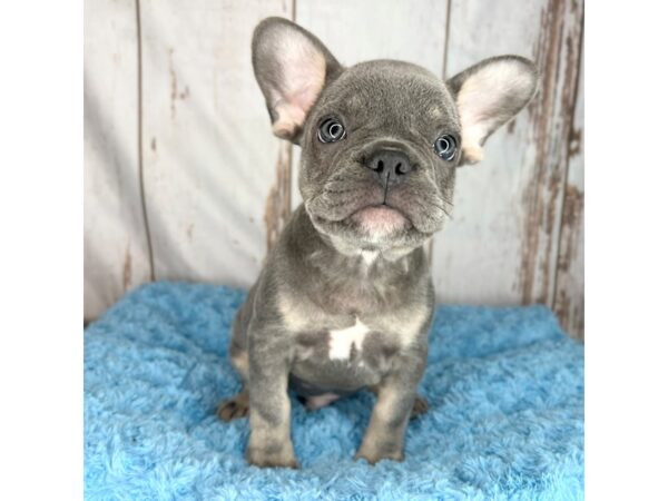 French Bulldog DOG Male Blue 8569 Petland Dayton, Ohio