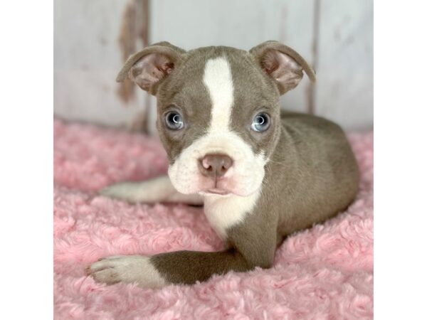 Boston Terrier DOG Female Lilac 8567 Petland Dayton, Ohio