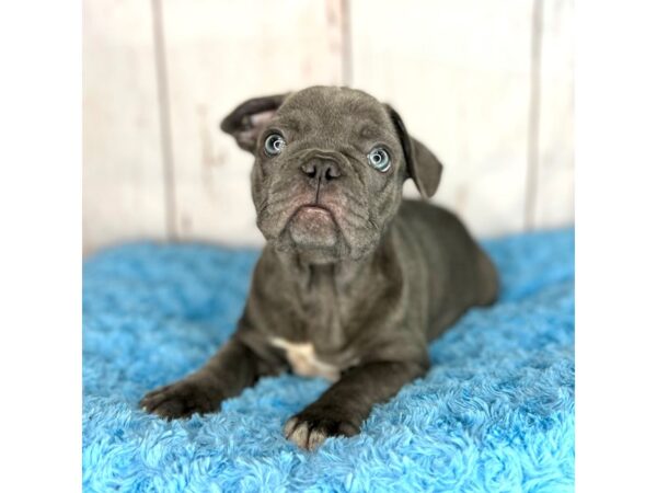 French Bulldog DOG Male Blue 8588 Petland Dayton, Ohio